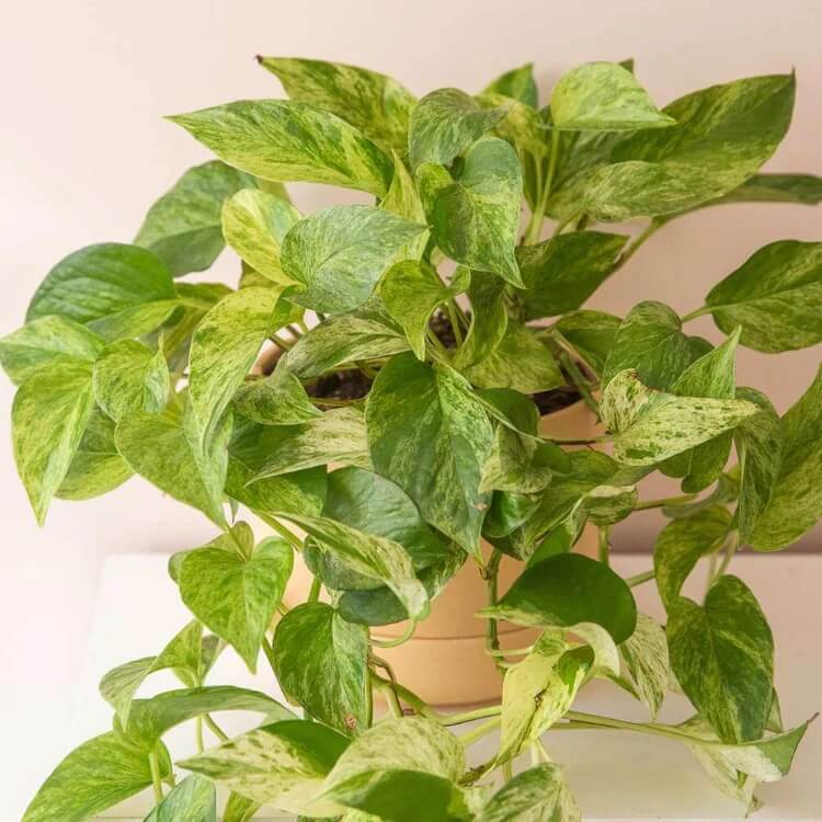 Pothos Seeds
