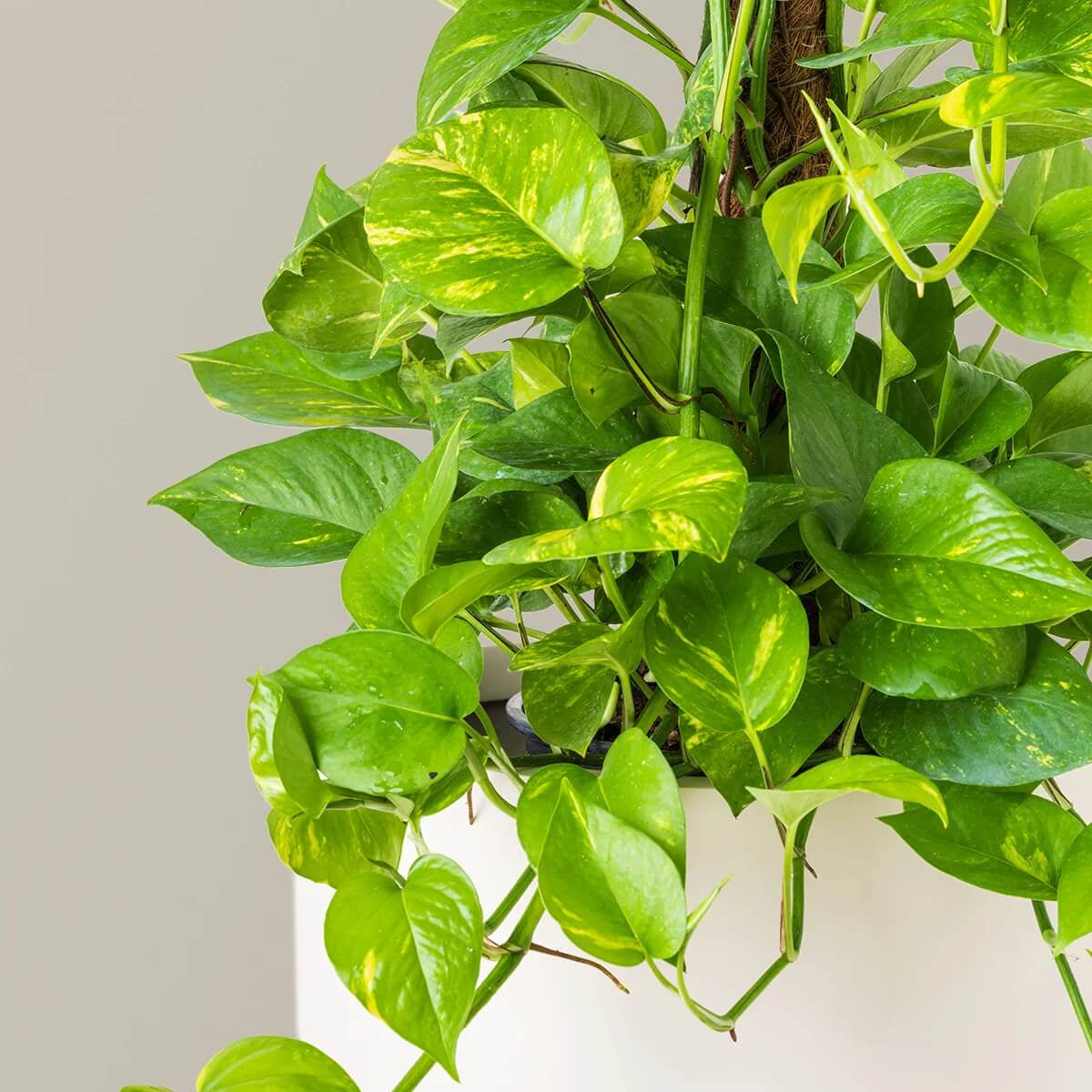 Pothos Seeds - Flower Plant for Home Gardens