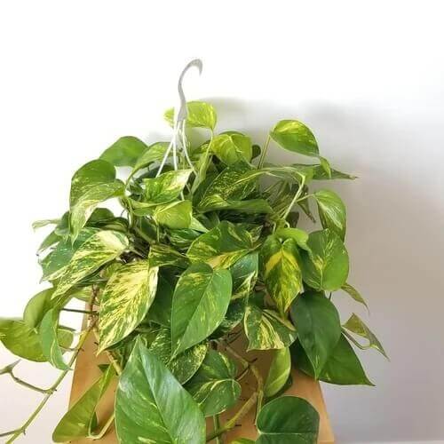 Pothos Seeds for Planting
