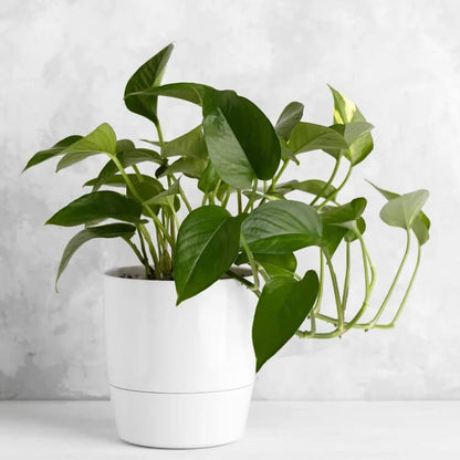 Pothos Seeds for Planting