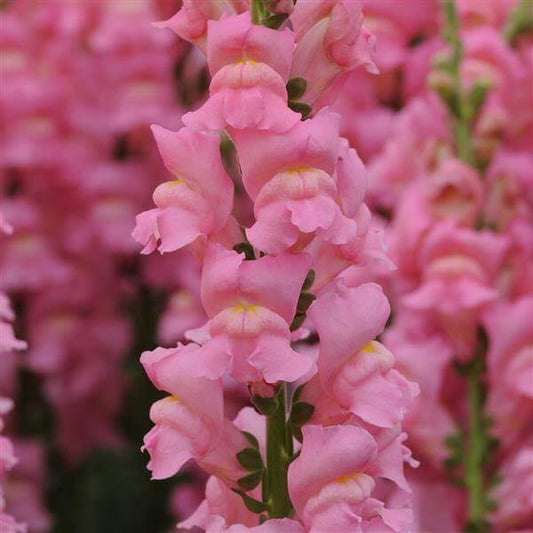 Potomac Snapdragon Seeds - Flower Plant