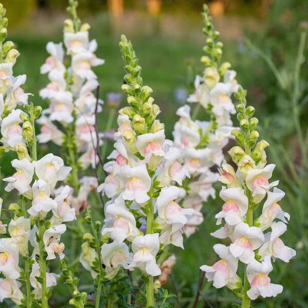 Potomac Snapdragon Seeds - Flower Plant