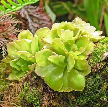 Potted Butterwort Seeds