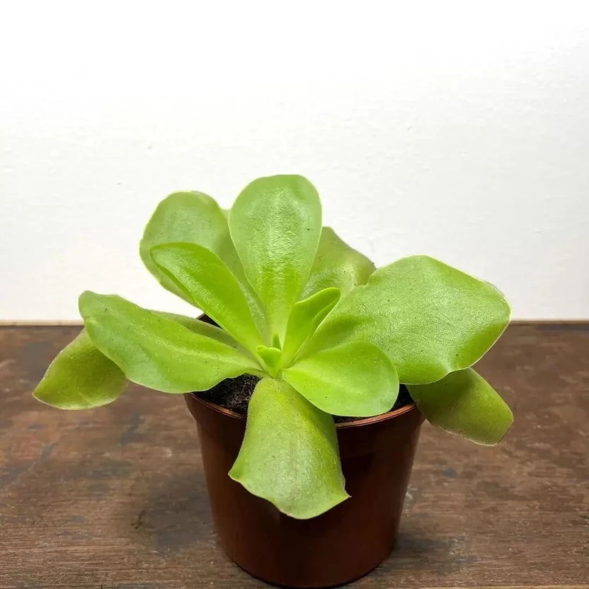 Potted Butterwort Seeds