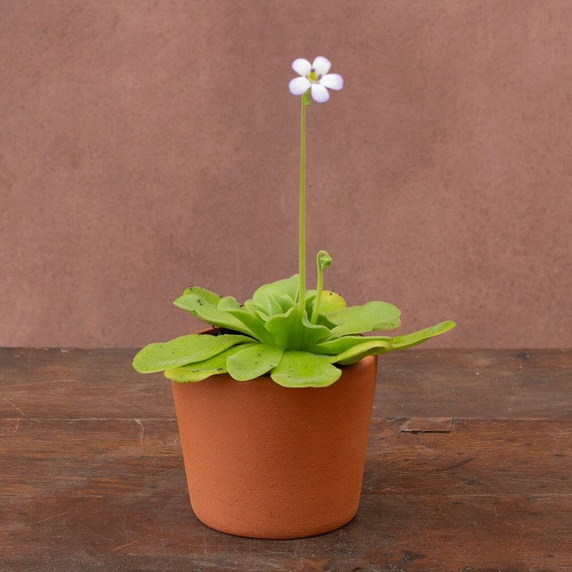 Potted Butterwort Seeds
