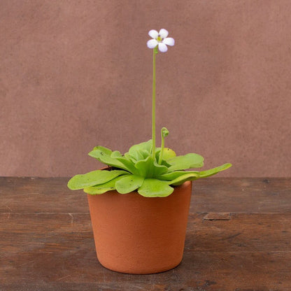 Potted Butterwort Seeds
