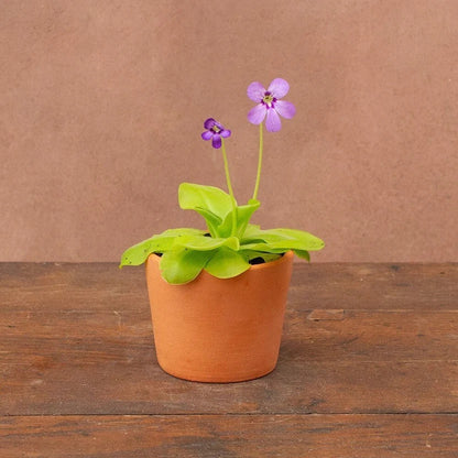 Potted Butterwort Seeds