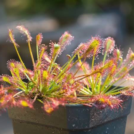 Potted Sundew Seeds 