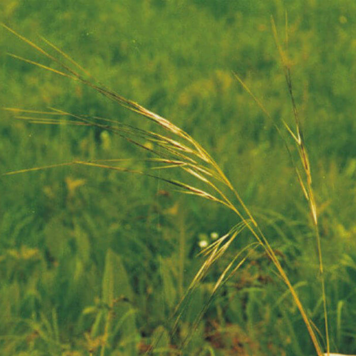Prairie Grass Seeds - Grass Seeds for Home Gardens
