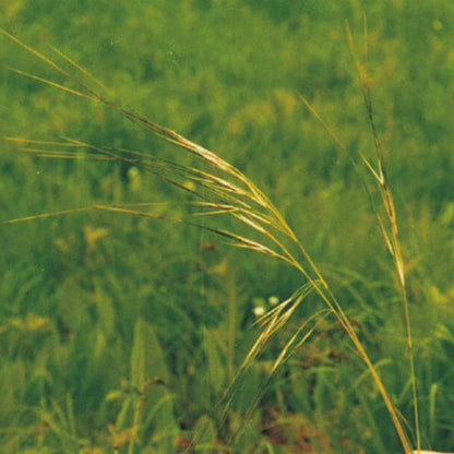 Prairie Grass Seeds - Grass Seeds for Home Gardens