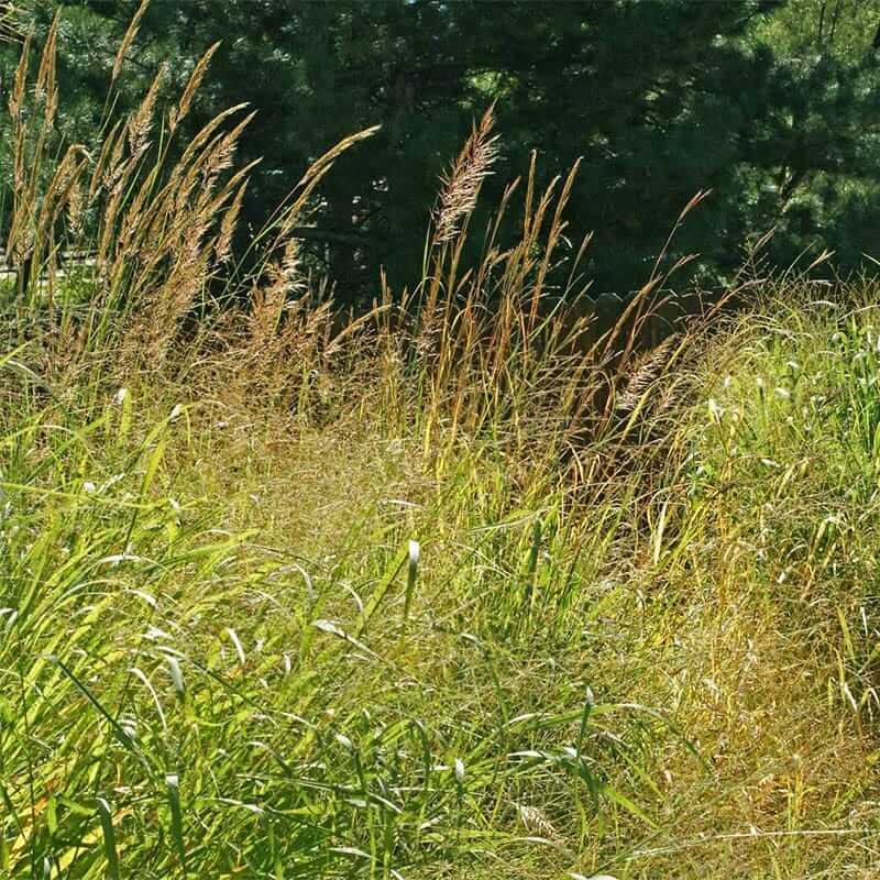 Prairie Grass Seeds - Grass Seeds for Home Gardens