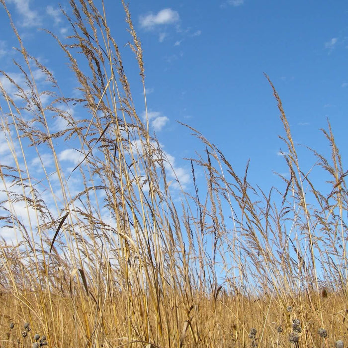 Prairie Grass Seeds - Grass Seeds for Home Gardens