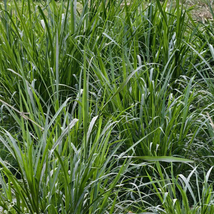 Prairie Grass Seeds - Grass Seeds for Home Gardens