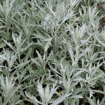 Prairie Sage Seeds
