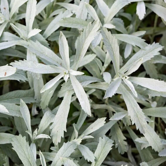 Prairie Sage Seeds
