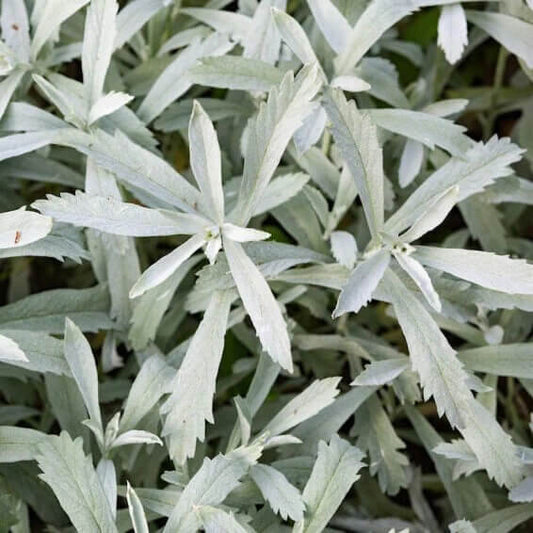 Prairie Sage Seeds