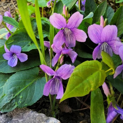 Prairie Violet Seeds - Heirloom Flower Plant for Home Gardens