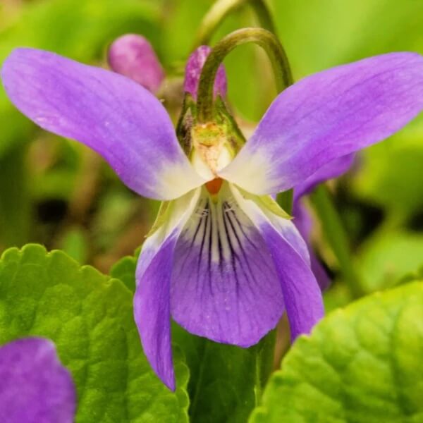 Prairie Violet Seeds - Heirloom Flower Plant for Home Gardens