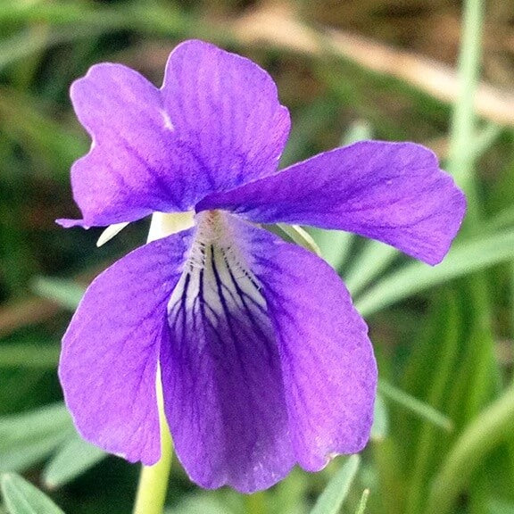Prairie Violet Seeds - Heirloom Flower Plant for Home Gardens