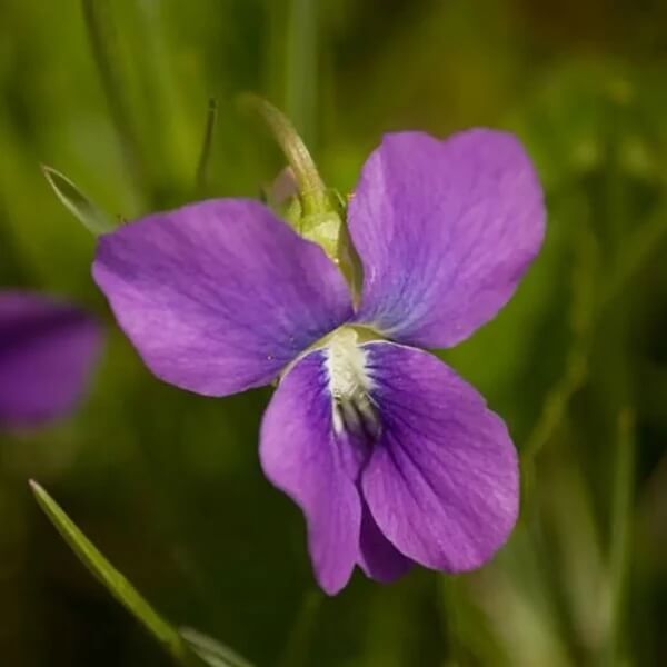 Prairie Violet Seeds - Heirloom Flower Plant for Home Gardens