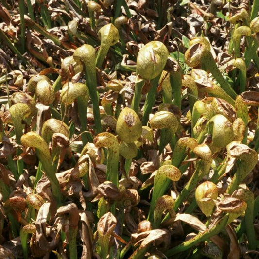 Premium Cobra Lily Seeds