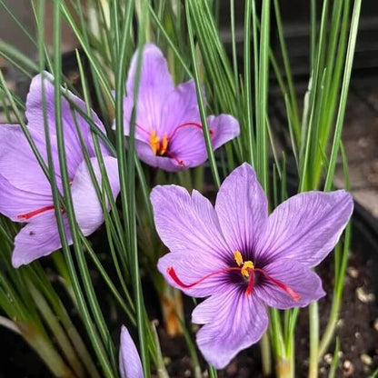 Premium Grade Saffron Seeds