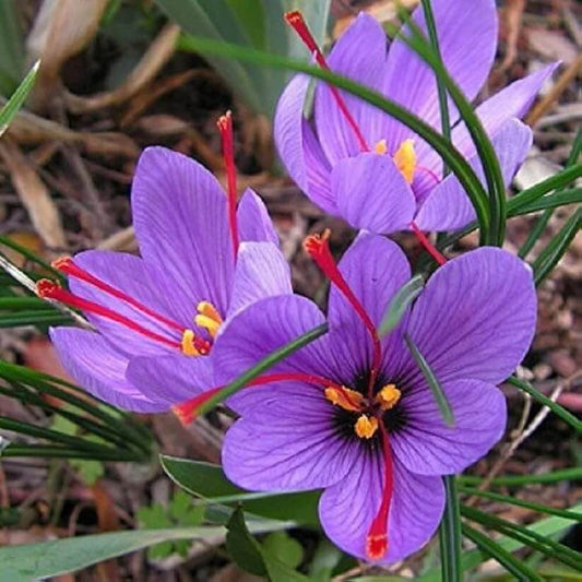 Premium Grade Saffron Seeds