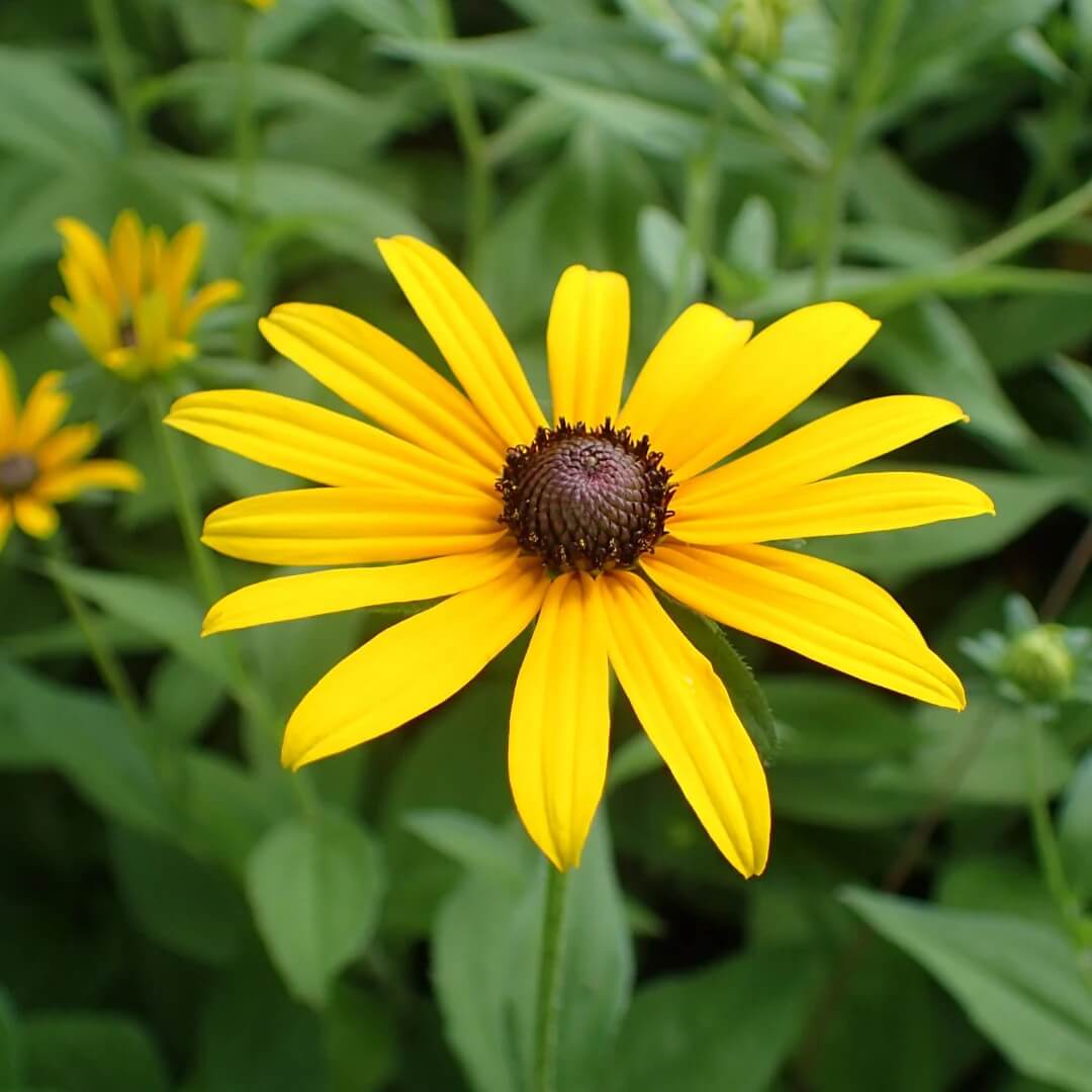 Premium Hirta Rudbeckia Seeds