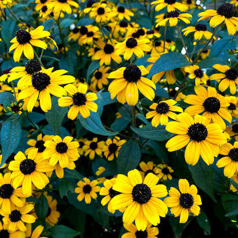 Premium Hirta Rudbeckia Seeds