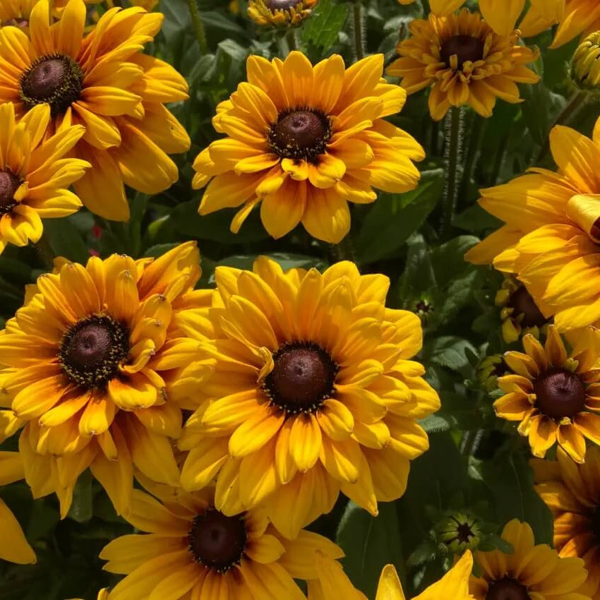 Premium Hirta Rudbeckia Seeds
