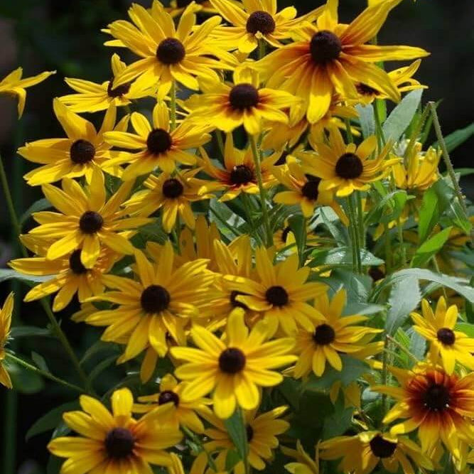 Premium Hirta Rudbeckia Seeds