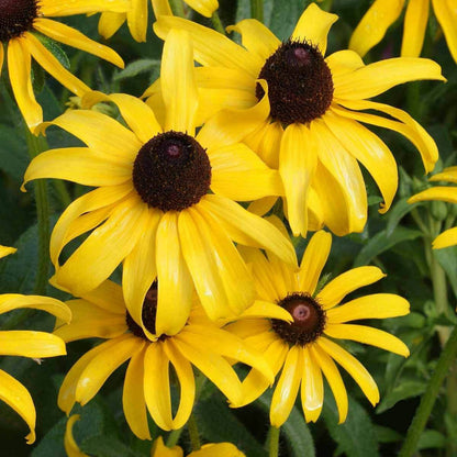 Premium Hirta Rudbeckia Seeds