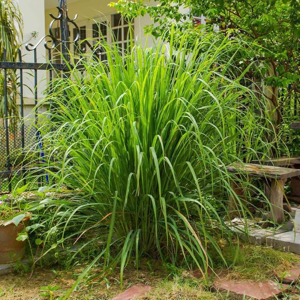 Premium Lemongrass Seeds - Herbal Plant