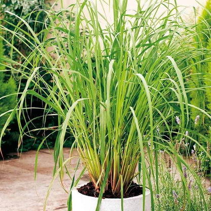 Premium Lemongrass Seeds - Herbal Plant