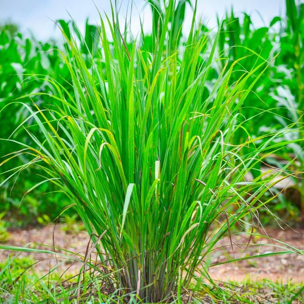 Premium Lemongrass Seeds - Herbal Plant