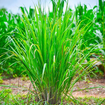 Premium Lemongrass Seeds - Herbal Plant
