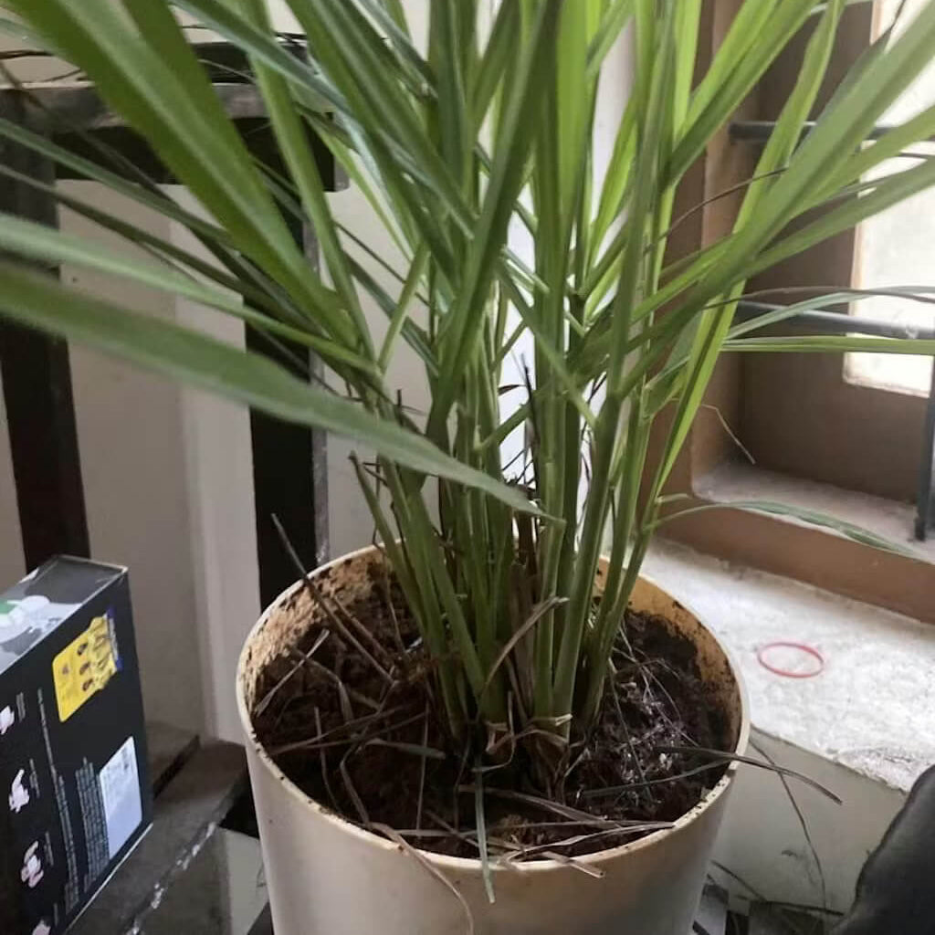 Premium Lemongrass Seeds - Herbal Plant
