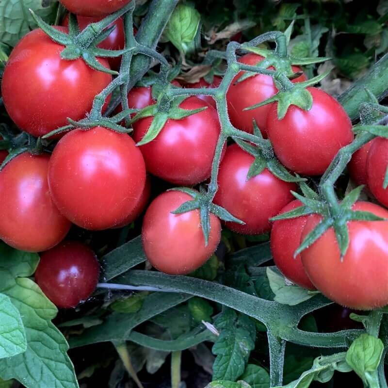 Premium Salad Tomato seeds