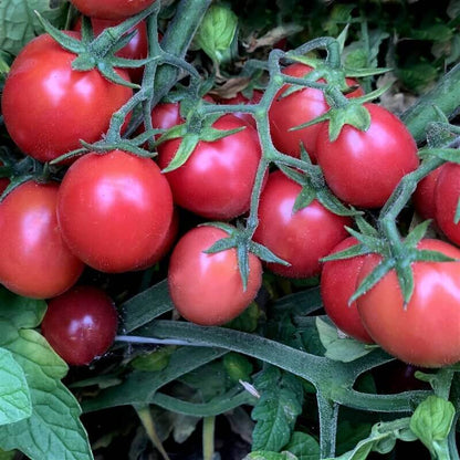 Premium Salad Tomato seeds