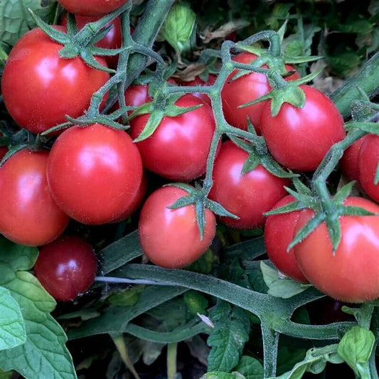 Premium Salad Tomato seeds