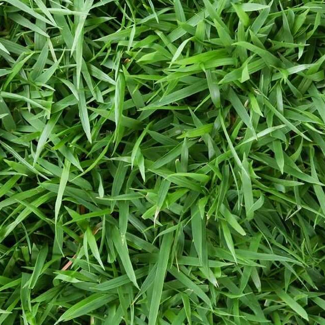Premium Turf for Lawns Zoysia Seeds