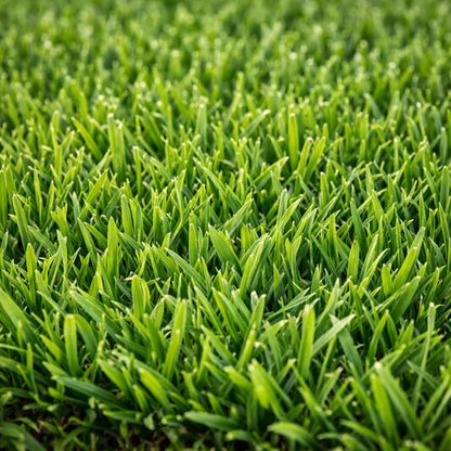 Premium Turf for Lawns Zoysia Seeds