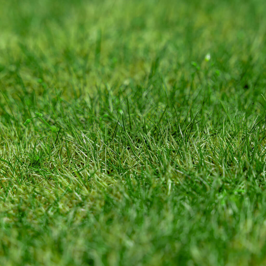 Premium Turf for Lawns Zoysia Seeds