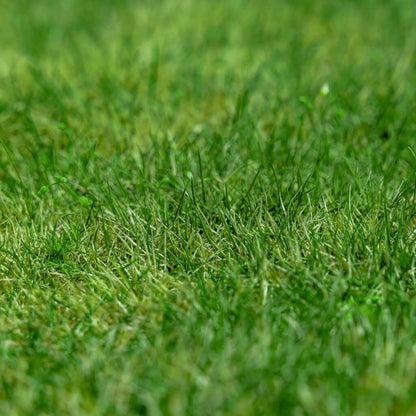 Premium Turf for Lawns Zoysia Seeds