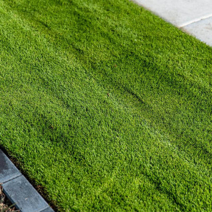 Premium Turf for Lawns Zoysia Seeds