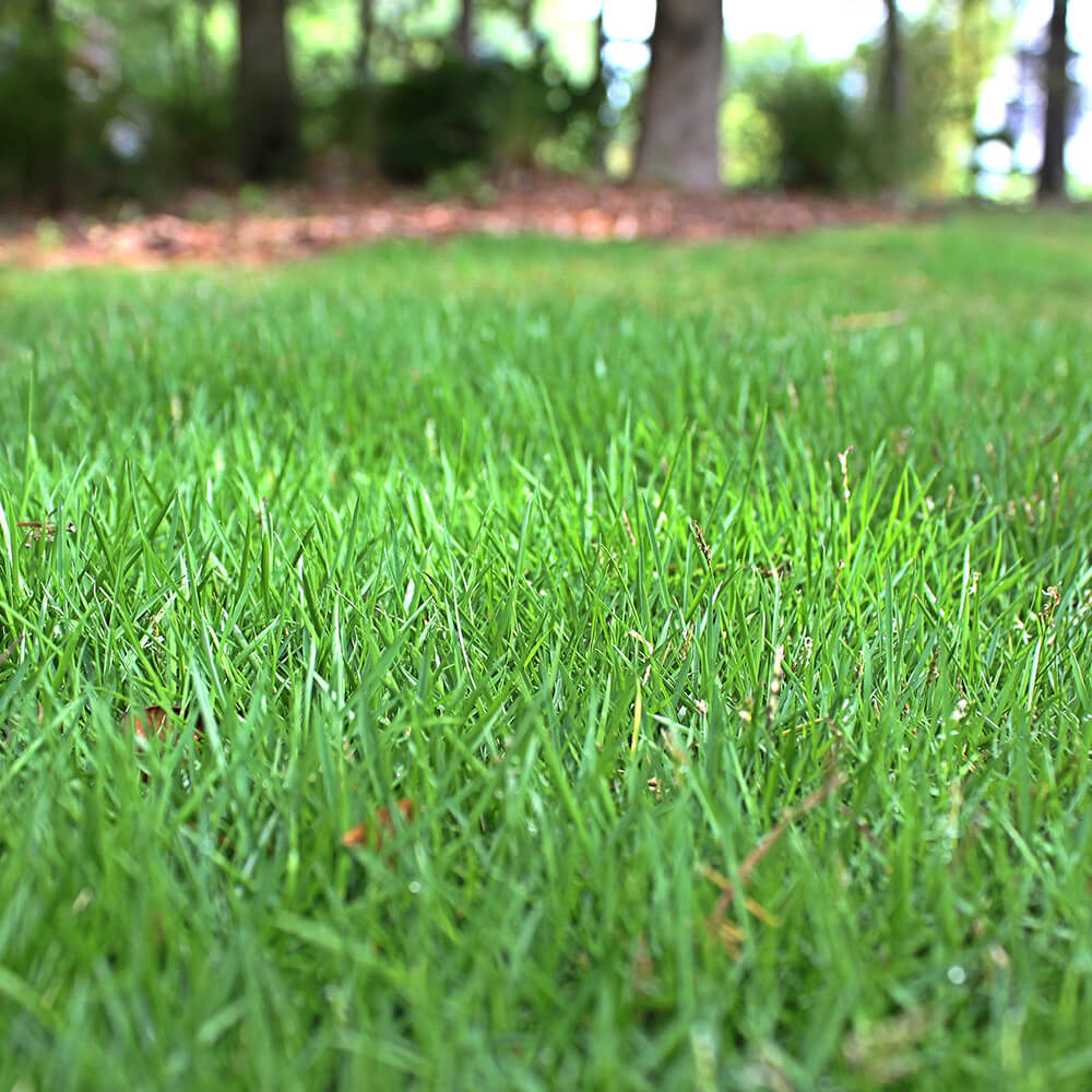 Premium Turf for Lawns Zoysia Seeds