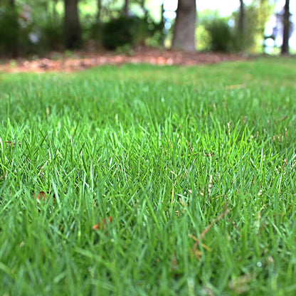 Premium Turf for Lawns Zoysia Seeds