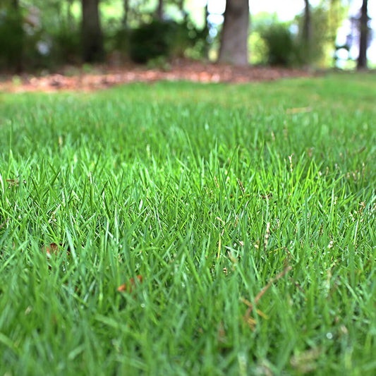 Premium Turf for Lawns Zoysia Seeds