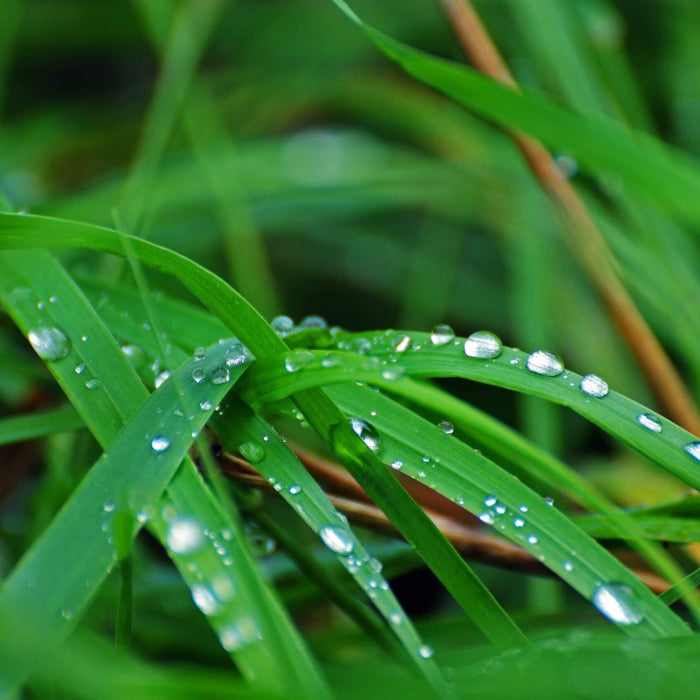 Premium Zoysia Seeds