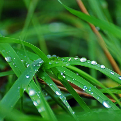 Premium Zoysia Seeds